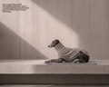 The Lounge Fleece - Pet Paw Company